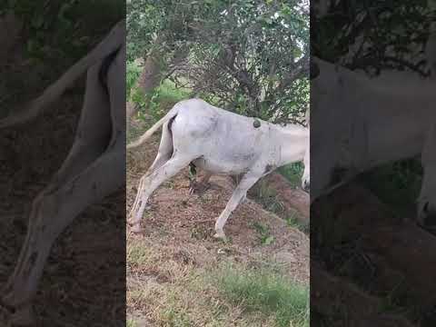 Super murrah donkey fun