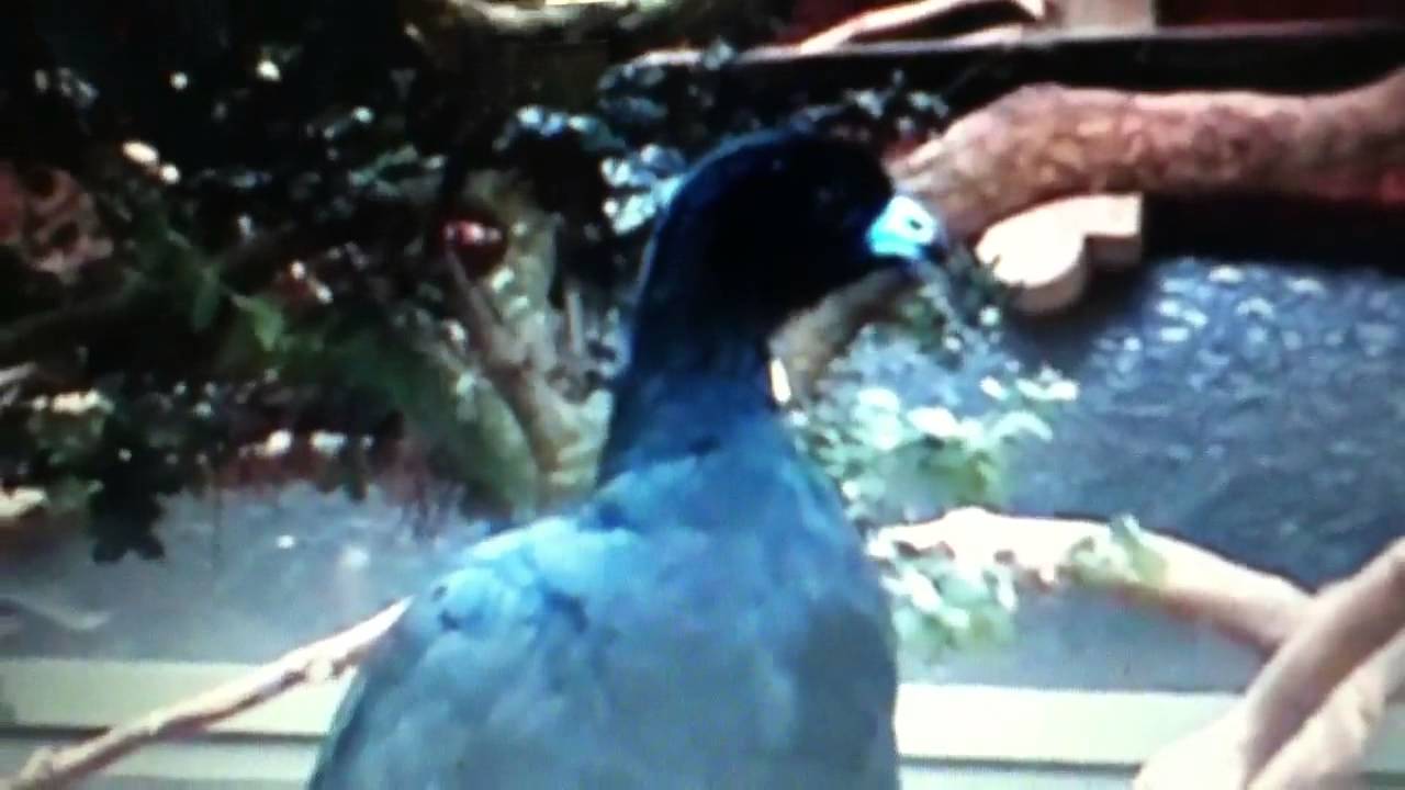 camera iphone 8 plus apk Wattled Guan Sounds 1 & Sounds 2