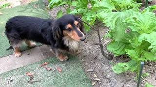 Dog 畑バイキングでシソの葉を食べるジョン John Eating Shiso Leaf In The Field Youtube