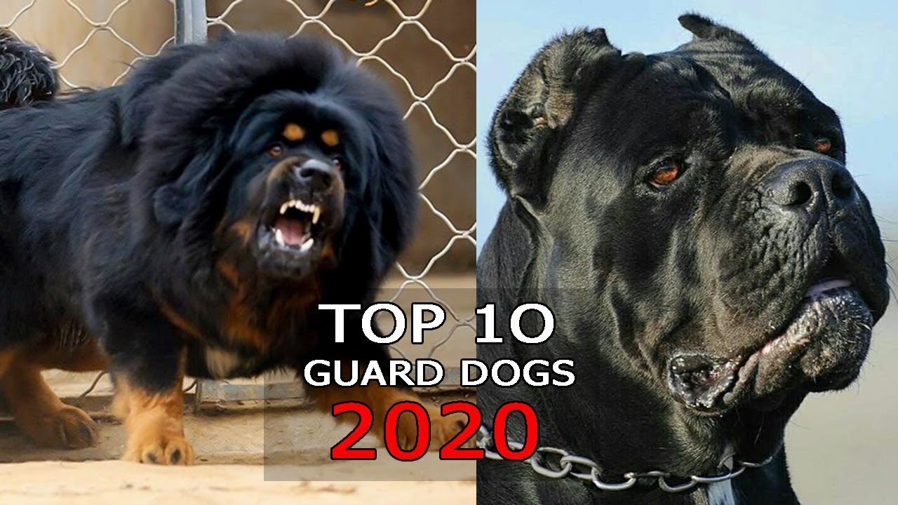 Top 10 Guard for home 2020 - YouTube