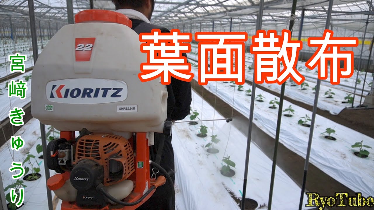 宮崎きゅうり】葉面散布、葉っぱから栄養！ KIORITZの背負式動力噴霧機