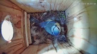 Blaumeisenkasten  Blue tit Nesting Box  08.04.24