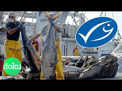 Video: Wer hat Fischtrawler erfunden?