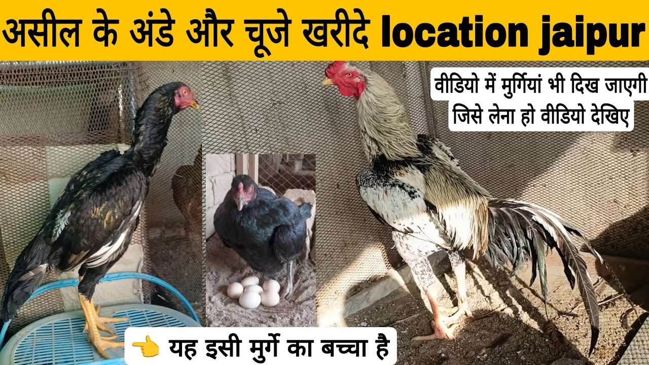 असील के चूज़े कहां से खरीदें aseel chicks eggs for sale Rajasthan Jaipur असील के अंडे कहां से खरीदें