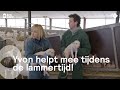 De bevallingen vliegen Yvon om de oren tijdens de Lammertijd! | Onze boerderij