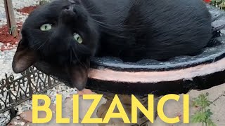 Blizanci - 10.08.-20.08.