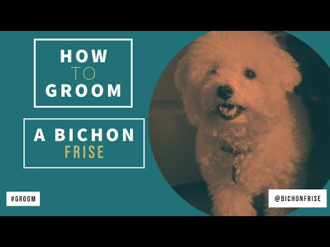 Video: Grooming Din Bichon Frise