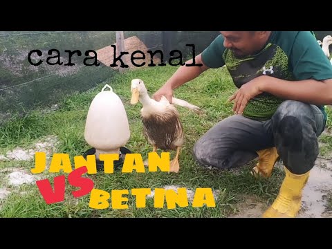 Video: Bagaimana untuk membezakan jantina mengikut peletakan plasenta?