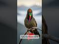 Meet the Rainbow-Bearded Thornbill | The Tiny Bird That Helps Forests Grow#birds #shorts