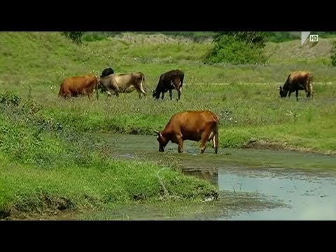 ვანის ტურისტული რესურსი