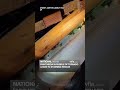 Faint meow in rubble of tornado leads to stunning rescue