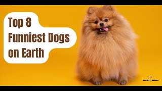 Top 8 Funniest Dog Breeds on Earth