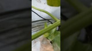 Greenhouse melon grade A #shorts