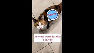 Artemis the Goddess of the Hunt Shares Her Tips for a Kalamata Olive Oil Greek Style Tri-Tip Roast