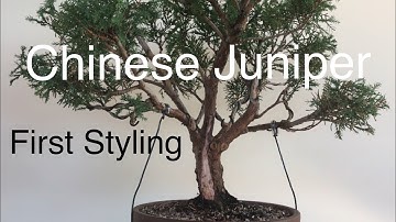 Bonsai - Chinese Juniper first time Styling, Pruning, wiring, Jin & Shari Sept 2019