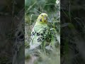 Parakeet rescued after it was found in New York's Central Park