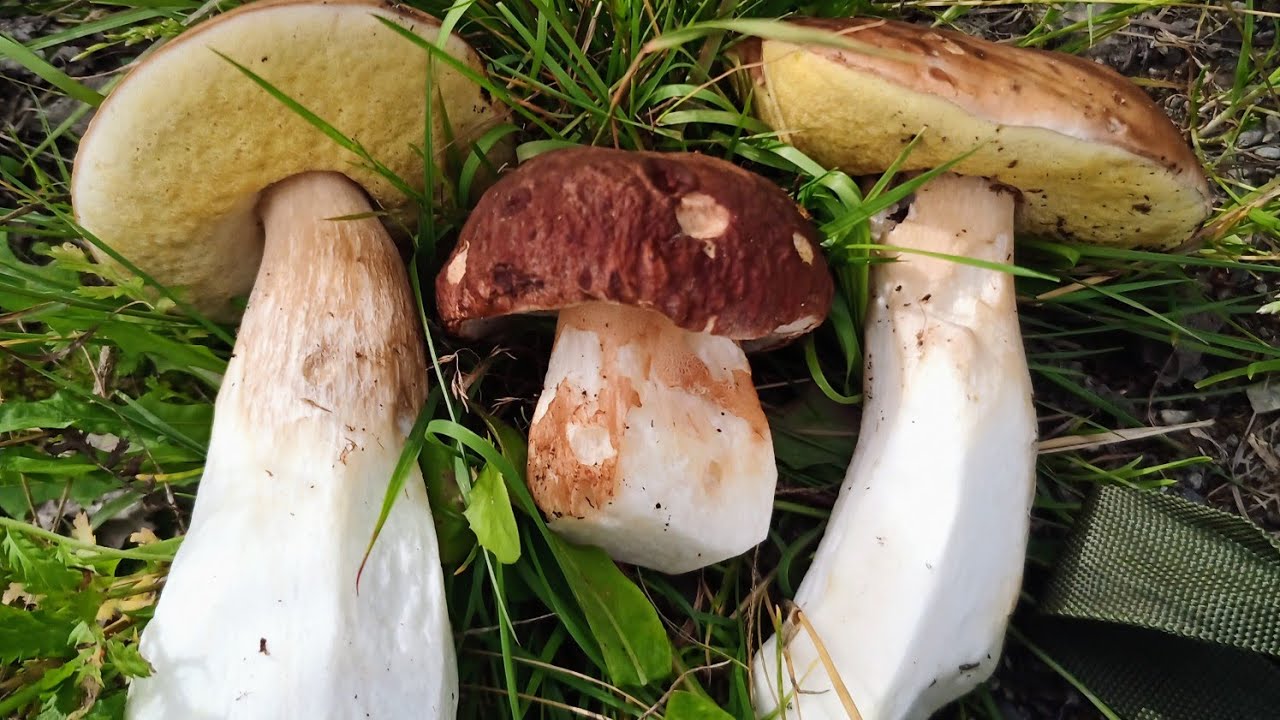 Boletus y otras setas. Agosto 2023