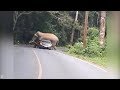 Wild Elephant CRUSHES Passing Car on Mountain Road in Thailand
