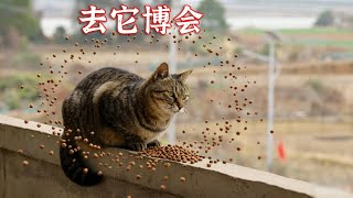 去城里打猎回来