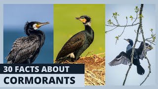 Meet the Majestic Cormorants: A Closer Look