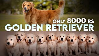 India's Best Golden Retriever puppies in Punjab 😱 by Sri Sai Pet World 12,960 views 3 months ago 4 minutes, 3 seconds
