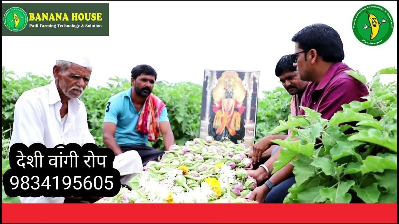 BANANA HOUSE वांगी लागवड माहिती | देशी वांगी संपूर्ण माहिती | वांगी पिक यशोगाथा 2019