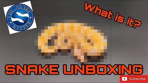 Snake Unboxing from TSK! What’s in the box?