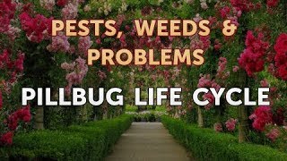 Pillbug Life Cycle
