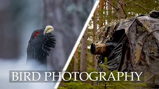 3 DAYS ALONE PHOTOGRAPHING THE CAPERCAILLIE - Part 1 || Bird Photography, Nikon Z8