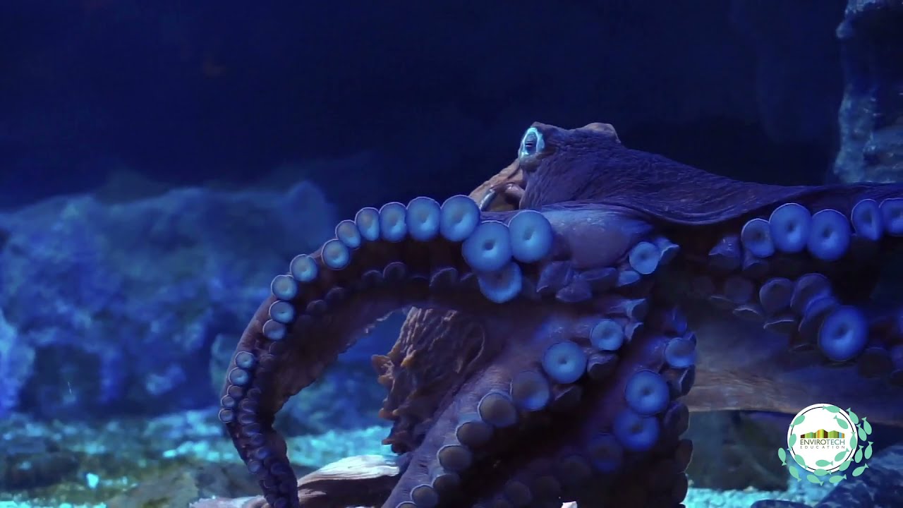 The Concept of Artificial Reefs - By David Lennon 