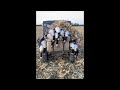 Goose Hunting Michigan Another Limit!!! More geese than we could shoot!