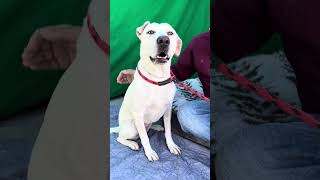 NEW! A5592048 Blanca by United Hope for Animals 221 views 4 months ago 1 minute, 5 seconds