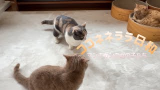 【ねこvlog】こういう日もあるよね/みんな可愛くて癒される/