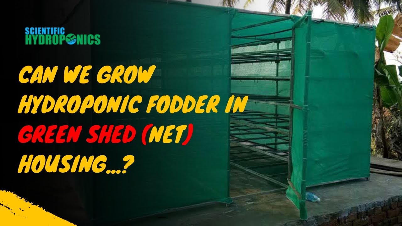 Can we grow Hydroponic Fodder in Green Shed (Net) Housing...? | Ashwin Sawant