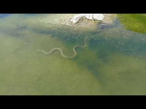 ანკარა გველი