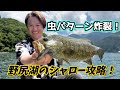 【4年に1度のお楽しみ】梅雨明け直後の野尻湖で虫パターン炸裂!【酒井俊信】#野尻湖 #虫パターン #酒井俊信 #シマノ #デュオ