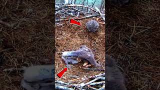 SADIS ! Kakak Tertua Membunuh Kedua Adiknya Part 4 #osprey #elang #hawk #eagle  #viralvideo