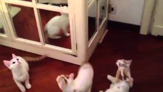 Turkish Van Kittens 11wks Old by VanCat Quest/バン猫クエスト 578 views 11 years ago 57 seconds
