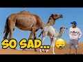 KUWAIT DESERT ADVENTURE FAILED   SO DISAPPOINTED