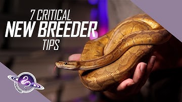 7 Tips When Starting to Breed Ball Pythons | Fall 2023 Edition | #ballpython #reptiles #snake