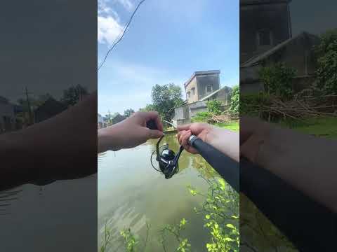 Hành trình câu con cá Chê to như con Chó - T1b #đồngquê #fishing #câucá #fish #fishinglife