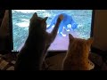 Cat Sees Himself in Video and Is Very Confused