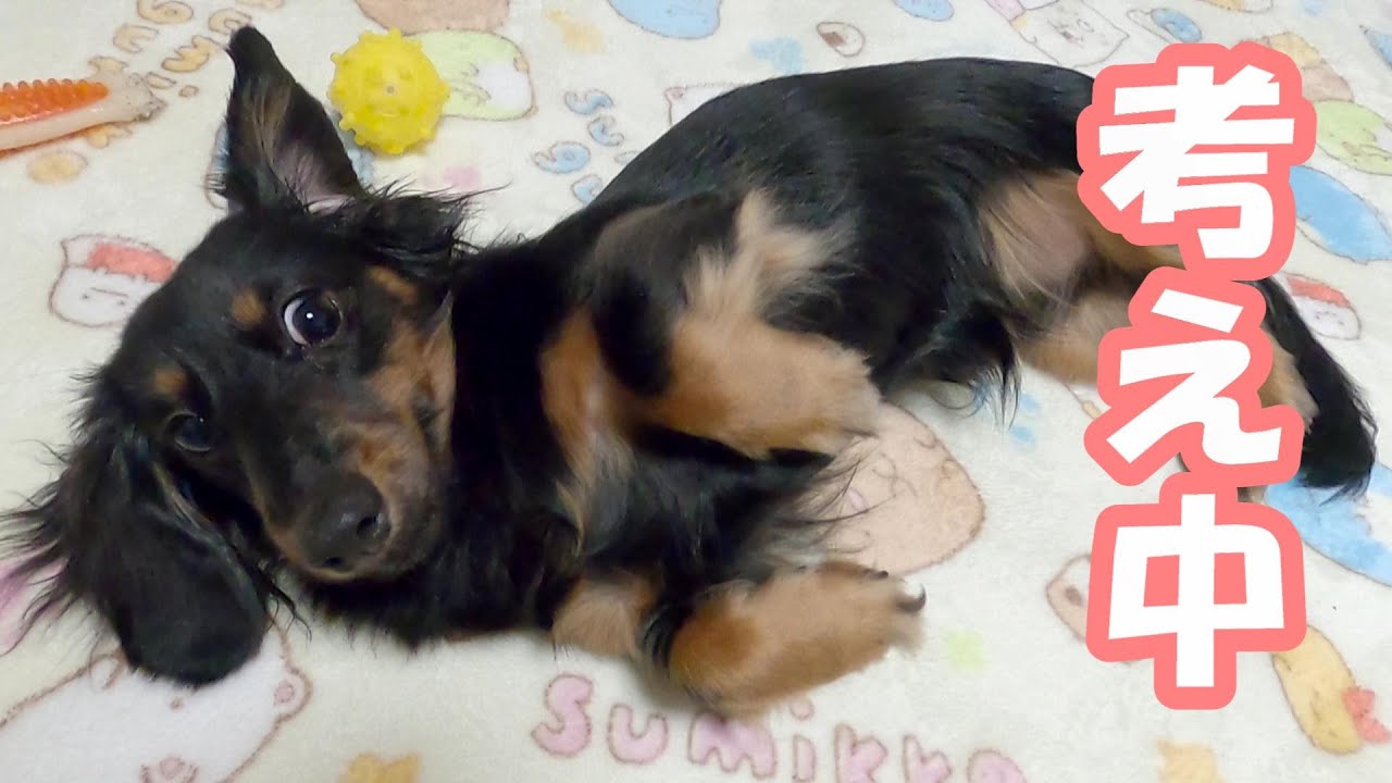 カニンヘンダックス 考える犬 プルートの日常動画 Dachshund Youtube カニンヘンダックス 考える犬 プルートの日常動画 Dachshund Youtube
