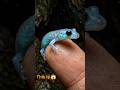 This Bioluminescent Creature Looks Unreal 😳 #macrophotography #salamander #wildlife