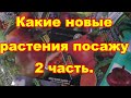 Какие новые растения буду сажать в 2021 году. 2 часть.