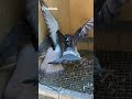 LAPAR BANGET! Merpati Dikasih Pakan Langsung Totol #merpati #pigeon #merpatipos #merpatikolong