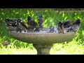 Bird Bath Frolics