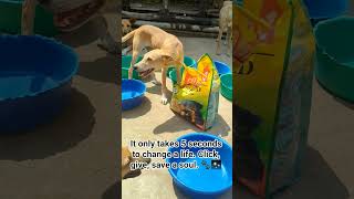 be kind to animals 😔🙏#dog #dofollow #feedshorts #puppies #pyp#yukon #doglove @fayedelermo