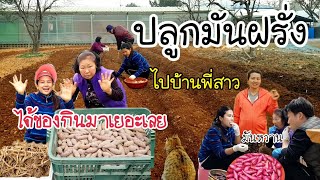 Planting potatoes with the family EP.309 Go to sister's house