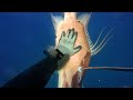 14 lb hogfish  middlegrounds spearfishing 125